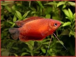 Colisa labiosa / diklip gourami