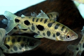 Leporinus maculatus / koperzalm