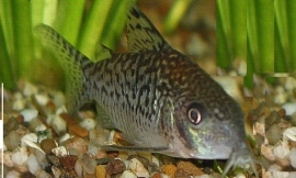 Corydoras sodalis / gevlekte corydoras