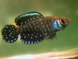 Austrolebias Nigripinnis / Blackfin Pearlfish