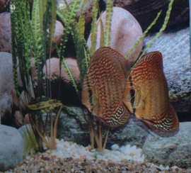 Symphysodon / Stendker Discus Red Scribbelt