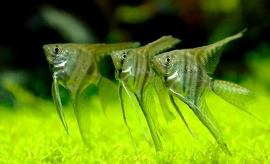 Pterophyllum scalare Amazon / Maanvis