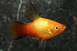 Xipho. Maculatus Hifin / Hoogvin Platy