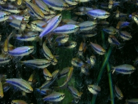 inpaichthys kerri / Keizertetra blauw