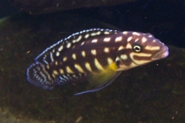 Julidochromis Marlieri / Tanganyika Cichlide
