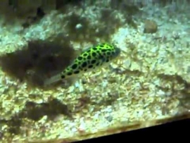 Dichotomyctere nigroviridis / kogelvis