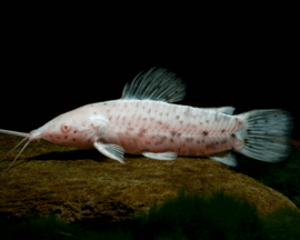 Hoplosternum Megalechis thoracata albino / Gevlekte Meerval albino