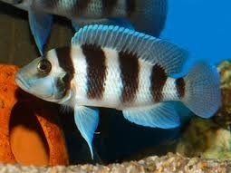 Neolamprologus Tretocephalus / Tanganyika Cichlide