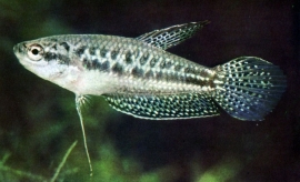 Trichopsis pumilus / Dwerg knorgourami