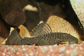 L 244 Pseudolithoxus dumus