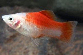 Xipho. Maculatus  koi / Platy Koi