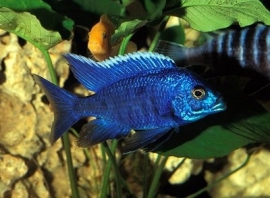 Aulonocara Turqouise