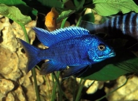 Aulonocara Nyassae Blue