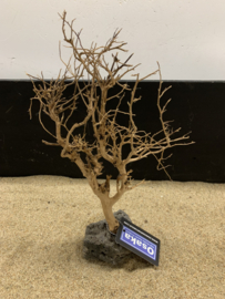 Osaka Bonsai Tree nr 13 - 25x10x37cm - aquascaping boom