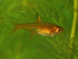 Hyphessobrycon amandae / Vuurzalmpje