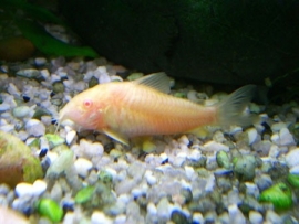 corydoras albino / pantsermeerval albino