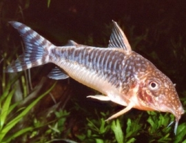 Corydoras Seussi / Pantsermeerval