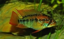 Apistogramma macmasteri / dwerg cichlide