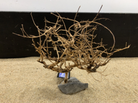 Osaka Bonsai Tree nr 20 - 28x10x36cm - aquascaping boom