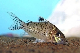 Corydoras Leopardus / Pantsermeerval