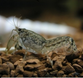 Cambarellus puer / jongens dwergkreeft