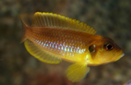 Lamprologus Ocelatus / Schelpen cichlide