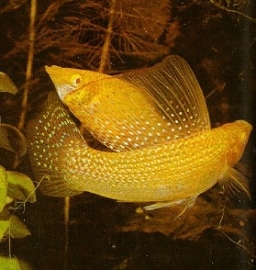 Poecilia Velifera Goud / hoogvinkarper