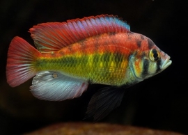 Haplochromis Red Back