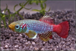 nothobranchius rubripinnis / killivis