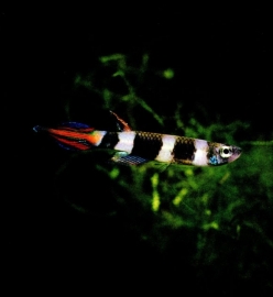 Epiplatys Annulatus / ringbandsnoekje