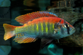 Haplochromis Nyererei Rutti Island