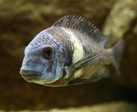 Tropheus Duboisi / Tanganyika Cichlide