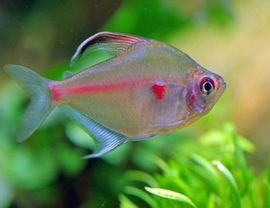 hyphessobrycon erythrostigma / Bloedvlek Tetra