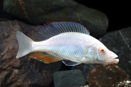 Dimidiochromis compressiceps albino