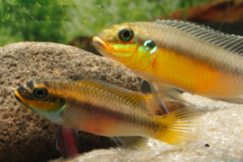 Pelvicachromis Taeniatus Bipindi / Kersenbuik cichlide