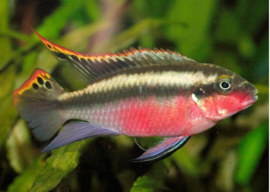 Pelvicachromis Pulcher super red / Kersenbuik cichlide