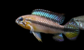 Apistogramma Gephyra / dwergcichlide