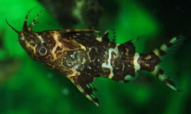 Synodontis Nigriventris / Rugzwemmende Meerval