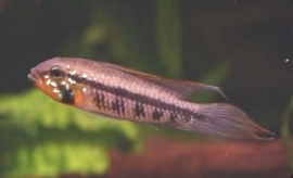 Apistogramma Gibbiceps / dwergcichlide