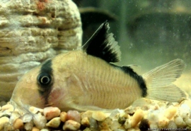 corydoras matae / pantsermeerval