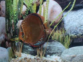 Symphysodon / Stendker Discus Alenquer