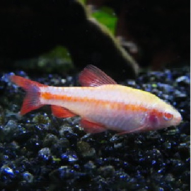 Capoeta Titteya / Sherry barbeel Albino