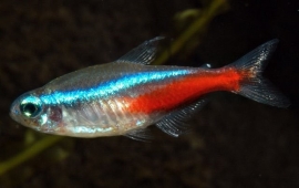 Paracheirodon Innesi / Neontetra