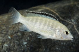 Labidochromis caeruleus white