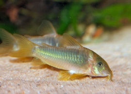 Corydoras Melanotaenia / Pantersmeerval