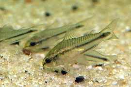 Corydoras pygmaeus / Dwergpantsermeerval