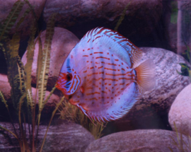 Symphysodon / Stendker Discus Kobalt