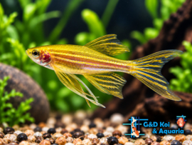 Brachydanio rerio longfin gold / Zebra danio gold