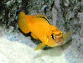 pseudotropheus saulosi coral red / malawi cichlide