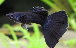 Poecilia reticulata  Blue Moscow / Guppy Blue moscow